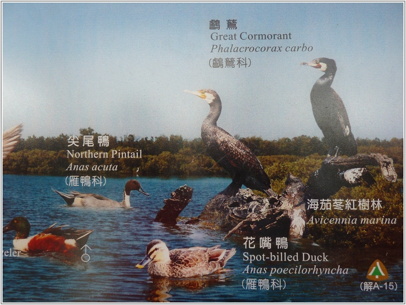 2011-11-27 11-51-16鰲鼓溼地賞鳥趣.JPG